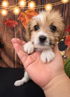 SHIH TZU × TOY POODLE — SHIH-POO Girl, a female Shih Tzu and Poodle - Toy  for sale in Moreno Valley, CA – 1 of 3