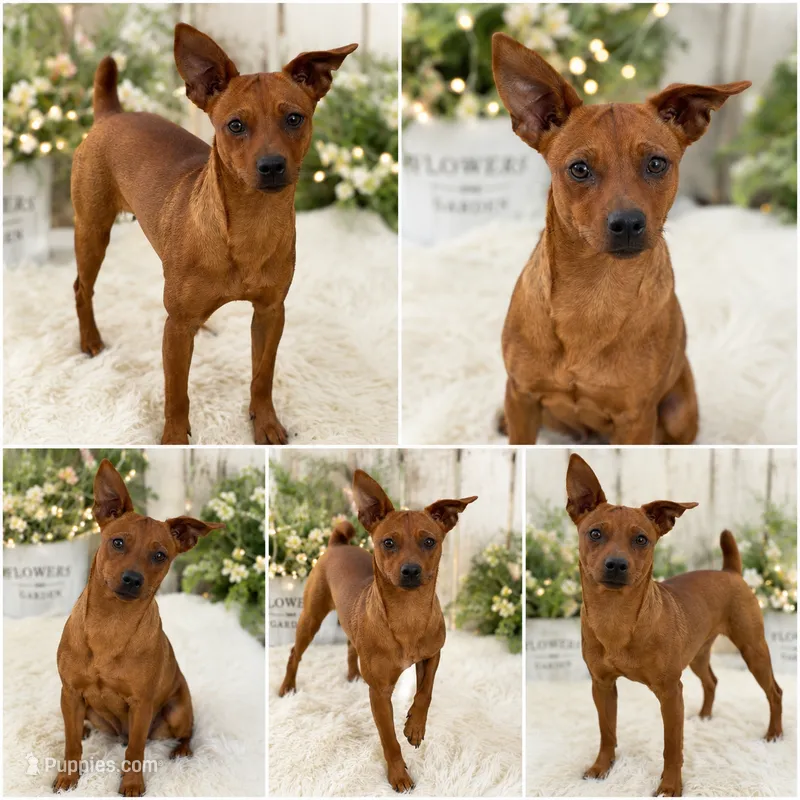 Miniature pincher good boy  – Chihuahua, Miniature Pinscher puppy for sale in Moreno Valley, CA