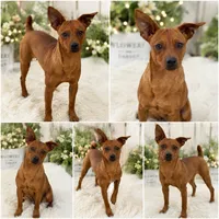 Miniature pincher good boy , a male Chihuahua and Miniature Pinscher for sale in Moreno Valley, CA – 1 of 1
