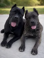 ICCF Registered Cane Corso Female  #1, a female Cane Corso for sale in Moreno Valley, CA – 4 of 5