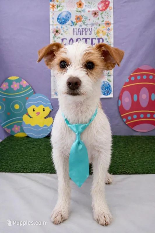 Tiny Jack Russel  – Jack Russell Terrier, Chihuahua puppy for sale in Moreno Valley, CA
