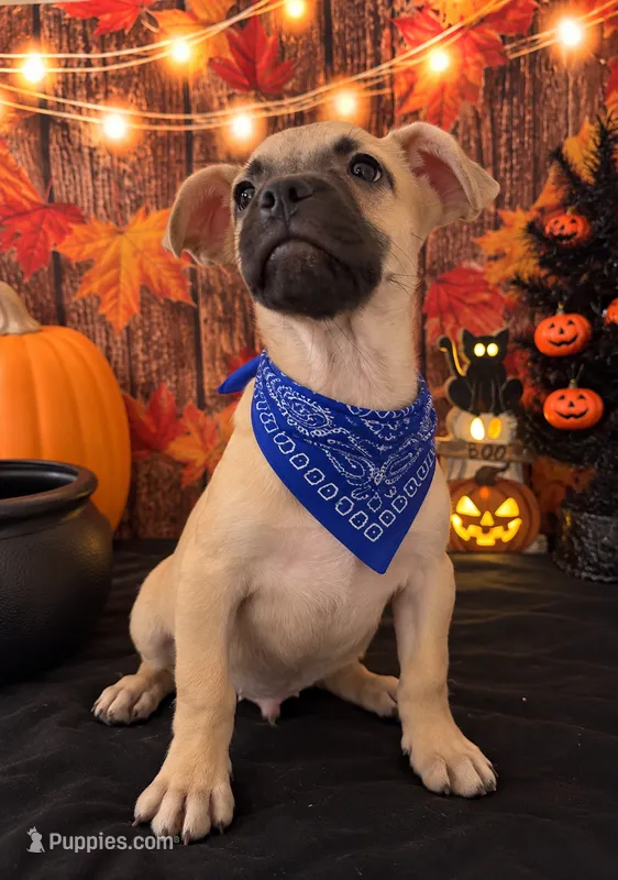     Frenchie Dachshund “French Bull Weenie” Boy  – French Bulldog, Miniature Dachshund puppy for sale in Moreno Valley, CA