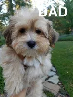 Bassetoddle girl 02 , a female Maltipoo and Basset Hound for sale in Moreno Valley, CA – 3 of 8