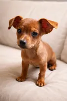 Little Red Mini Pinscher – Big Personality!, a male Miniature Pinscher for sale in Moreno Valley, CA – Photo 1 of 4