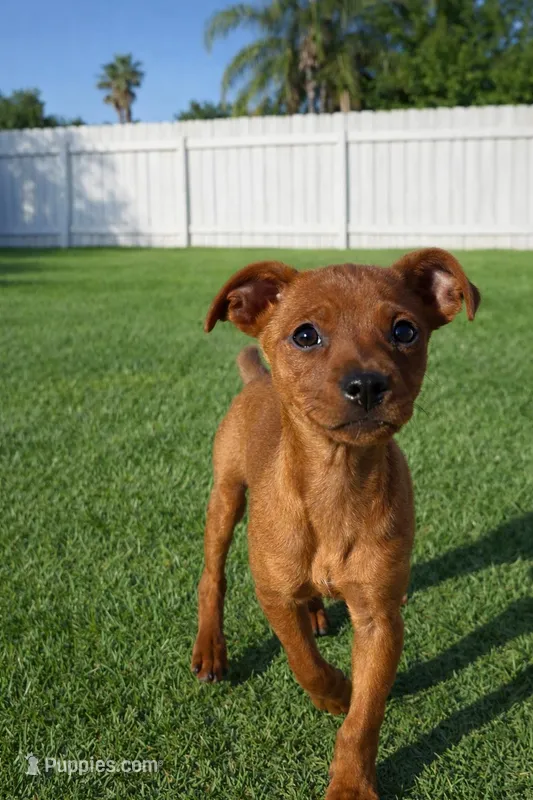 Little Red Mini Pinscher – Big Personality! – Miniature Pinscher puppy for sale in Moreno Valley, CA
