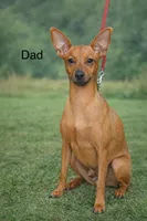 Little Red Mini Pinscher – Big Personality!, a male Miniature Pinscher for sale in Moreno Valley, CA – Photo 4 of 4
