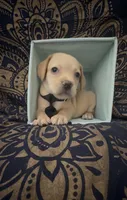     Little Sausage Frenchie Boy , a male French Bulldog and Dachshund for sale in Moreno Valley, CA – 2 of 10