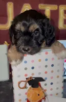 Bassetoddle boy 06 , a male Maltipoo and Basset Hound for sale in Moreno Valley, CA – 3 of 6