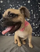 💕 Adorable Pug Boston Terrier Girl, a female Boston Terrier and Pug for sale in Moreno Valley, CA – 3 of 7