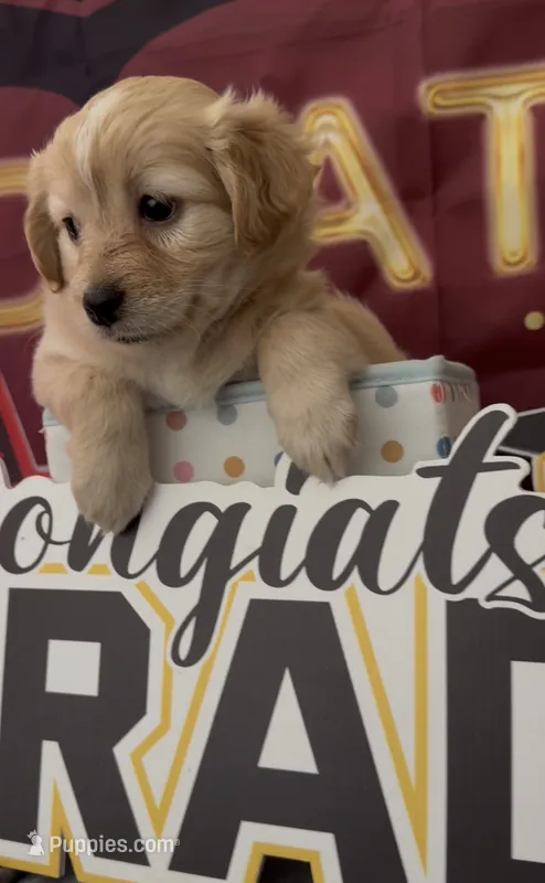 Mini golden retriever girl 02 – Golden Retriever, Pomeranian puppy for sale in Moreno Valley, CA