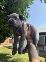 ICCF Registered Cane Corso Male #4, a male Cane Corso for sale in Moreno Valley, CA – 2 of 3