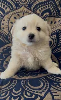Pomchi boy , a male Chihuahua and Pomeranian for sale in Moreno Valley, CA – 2 of 5