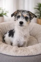 Mochi 01, a female Jack Russell Terrier for sale in Moreno Valley, CA – Photo 1 of 2