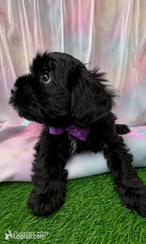 Maltipoo Girl Olivia – Maltese, Poodle - Toy  puppy on hold in Moreno Valley, CA