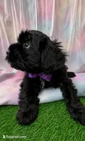 Maltipoo Girl Olivia, a female Maltese and Poodle - Toy  for sale in Moreno Valley, CA – 1 of 2