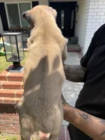ICCF Registered Cane Corso Male #5, a male Cane Corso for sale in Moreno Valley, CA – 2 of 5