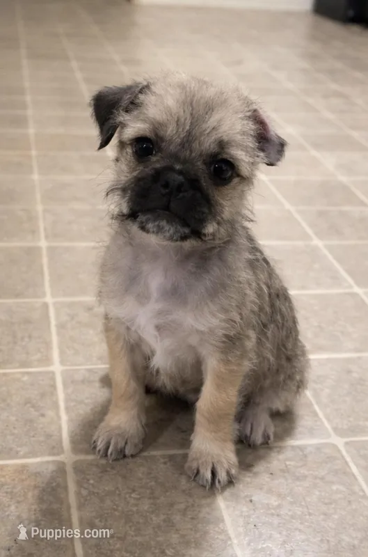 Scruffy Teddy – Pug, Poodle - Toy  puppy for sale in Moreno Valley, CA