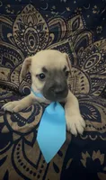     Frenchie Dachshund “French Bull Weenie” Boy, a male French Bulldog and Miniature Dachshund for sale in Moreno Valley, CA – 3 of 9