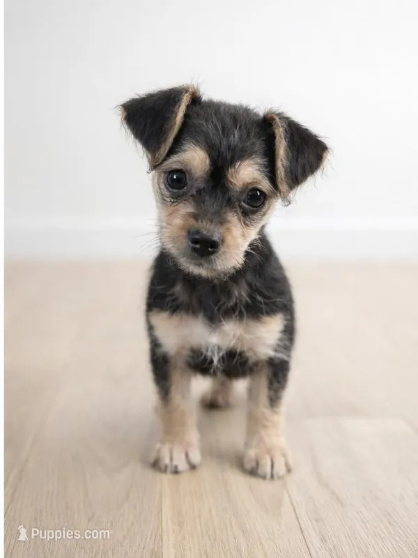 Small chorkie girl 2 , a female Chorkie for sale in Moreno Valley, CA – Photo 1 of 2