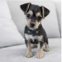 luna, a male Shorkie for sale in Moreno Valley, CA – Photo 2 of 3