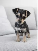 Small chorkie girl 2 , a female Chorkie for sale in Moreno Valley, CA – Photo 2 of 2