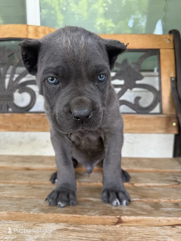 ICCF Registered Cane Corso Male #4 – Cane Corso puppy for sale in Moreno Valley, CA