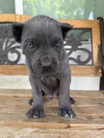 ICCF Registered Cane Corso Male #4, a male Cane Corso for sale in Moreno Valley, CA – 1 of 3