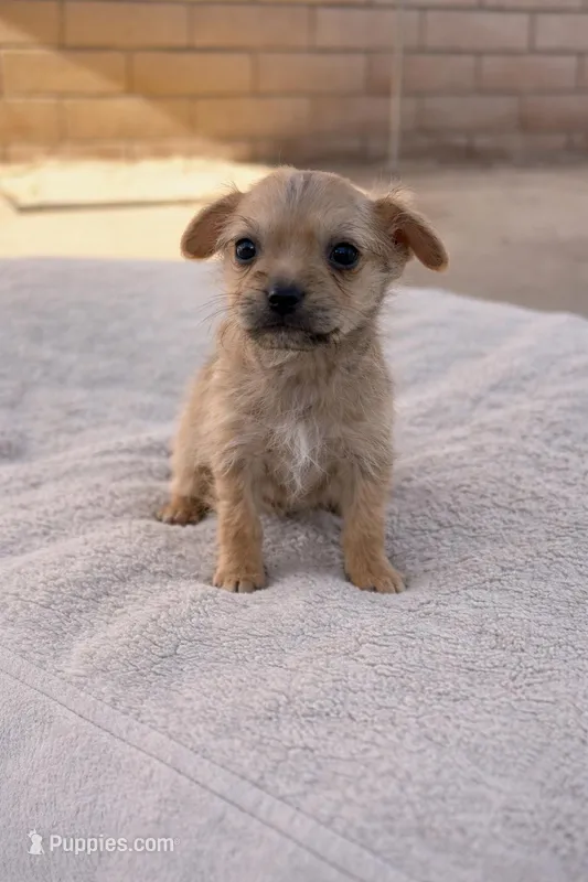 Tiny runt Shorkie boy  – Shorkie puppy for sale in Moreno Valley, CA