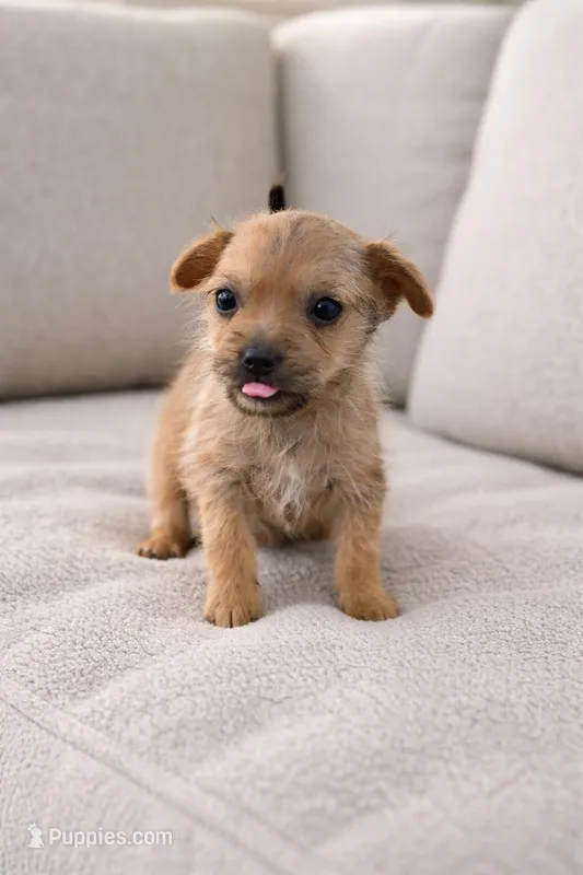 Tiny runt chorkie boy , a male Chorkie for sale in Moreno Valley, CA – Photo 1 of 2