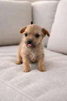 Tiny runt chorkie boy , a male Chorkie for sale in Moreno Valley, CA – Photo 1 of 2