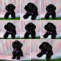 🐾💕 ADORABLE FLUFFY FEMALE MALTIPOO – READY NOW! 💕🐾, a female Maltipoo for sale in Moreno Valley, CA – 2 of 2
