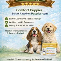 Shorkie Girl 01, a female Shih Tzu and Yorkshire Terrier for sale in Moreno Valley, CA – Photo 3 of 3