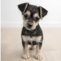 Shorkie Girl 01, a female Shih Tzu and Yorkshire Terrier for sale in Moreno Valley, CA – Photo 2 of 3