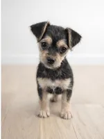 Chorkie Girl 1 , a female Chihuahua and Yorkshire Terrier for sale in Moreno Valley, CA – Photo 2 of 3