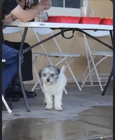 MINI SCHNOODLE MILO – EST. UNDER 15 LBS!, a male Schnoodle and Poodle - Toy  for sale in Moreno Valley, CA – 2 of 3