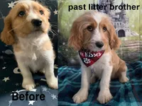 Bassetoddle girl 02 , a female Maltipoo and Basset Hound for sale in Moreno Valley, CA – 7 of 8