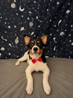  Adorable Female Auggie Puppy – Corgi × Australian Shepherd, a female Australian Shepherd and Pembroke Welsh Corgi for sale in Moreno Valley, CA – 4 of 7