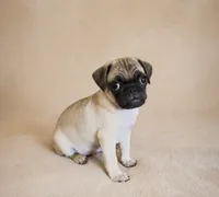 Tiny pug  9 weeks old , a male Pug for sale in Moreno Valley, CA – 2 of 2