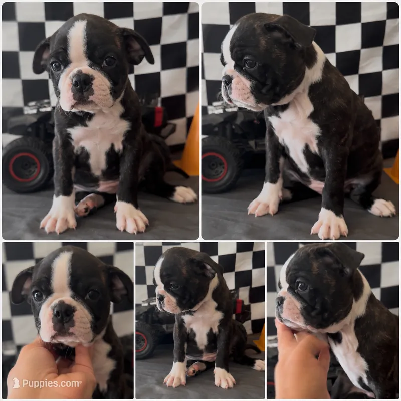  ADORABLE BRINDLE GIRL LOOKING FOR HER FOREVER FAMILY 🐾 – French Bulldog, Bugg puppy for sale in Moreno Valley, CA