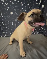 💕 Adorable Pug Boston Terrier Girl, a female Boston Terrier and Pug for sale in Moreno Valley, CA – 2 of 7