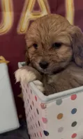 Puppy girl 04 , a female Maltipoo and Basset Hound for sale in Moreno Valley, CA – 3 of 5