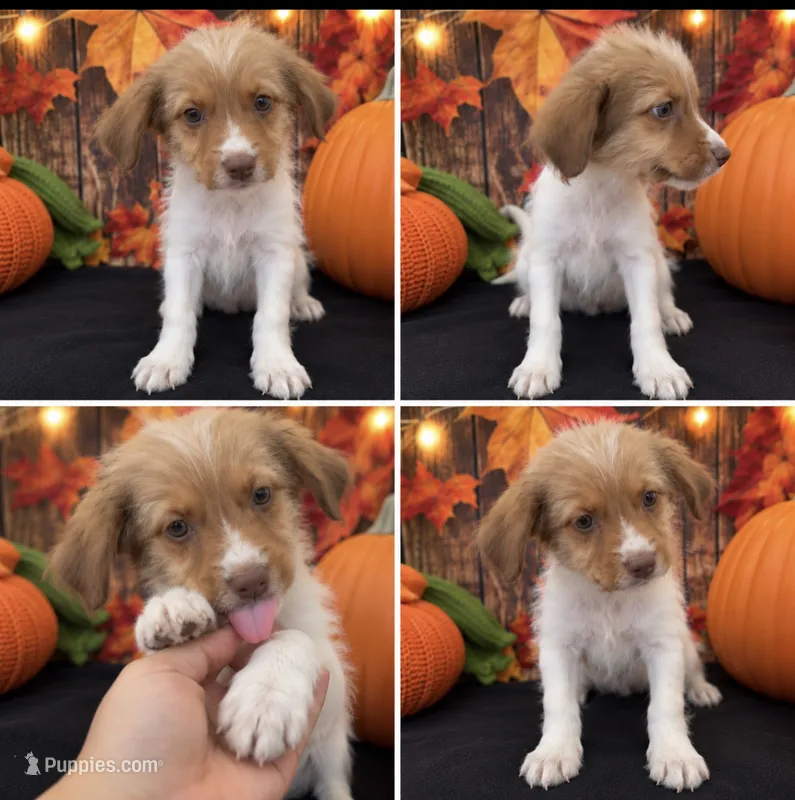 ADORABLE SCHNOODLE BOY TWIN - 1 – Miniature Schnauzer, Poodle - Toy  puppy for sale in Moreno Valley, CA