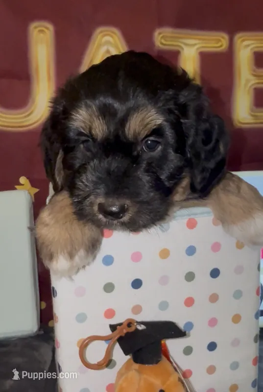 Bassetoddle boy 06  – Maltipoo, Basset Hound puppy for sale in Moreno Valley, CA