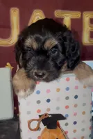 Bassetoddle boy 06 , a male Maltipoo and Basset Hound for sale in Moreno Valley, CA – 1 of 6