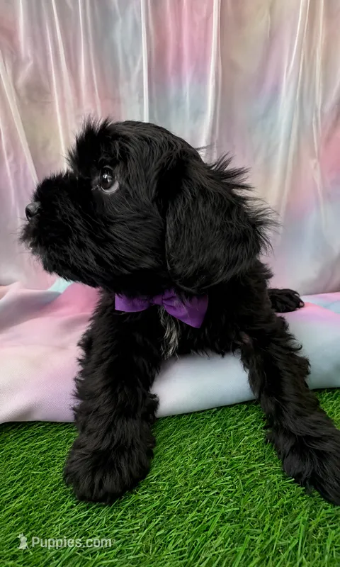 🐾💕 ADORABLE FLUFFY FEMALE MALTIPOO – READY NOW! 💕🐾 – Maltipoo puppy on hold in Moreno Valley, CA