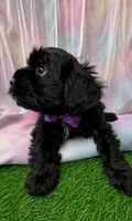 🐾💕 ADORABLE FLUFFY FEMALE MALTIPOO – READY NOW! 💕🐾, a female Maltipoo for sale in Moreno Valley, CA – 1 of 2