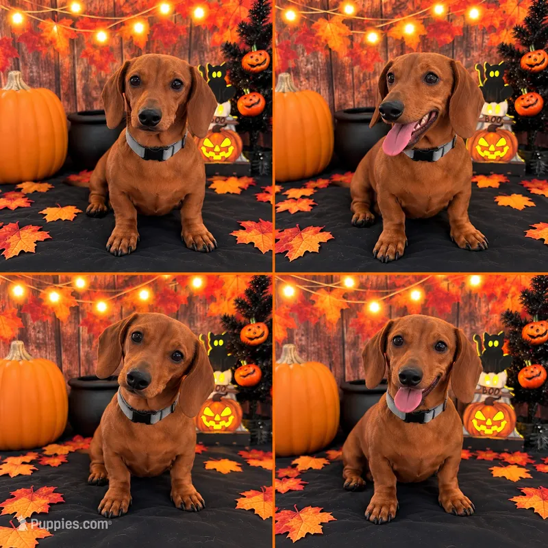 ❤️ Your Little Red Shadow Is Waiting 🐾 – Miniature Dachshund puppy for sale in Moreno Valley, CA