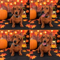 ❤️ Your Little Red Shadow Is Waiting 🐾, a male Miniature Dachshund for sale in Moreno Valley, CA – 1 of 1