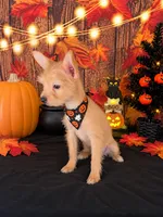 Chorkie girl 01, a female Chihuahua and Yorkshire Terrier for sale in Moreno Valley, CA – 2 of 4