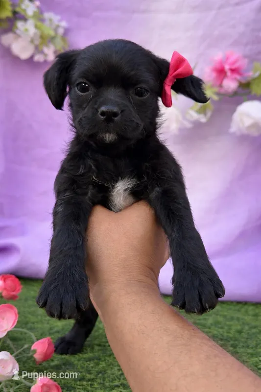 Bella – Pug, Poodle - Miniature  puppy for sale in Moreno Valley, CA